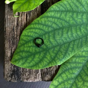 Black Nose Ring (small)